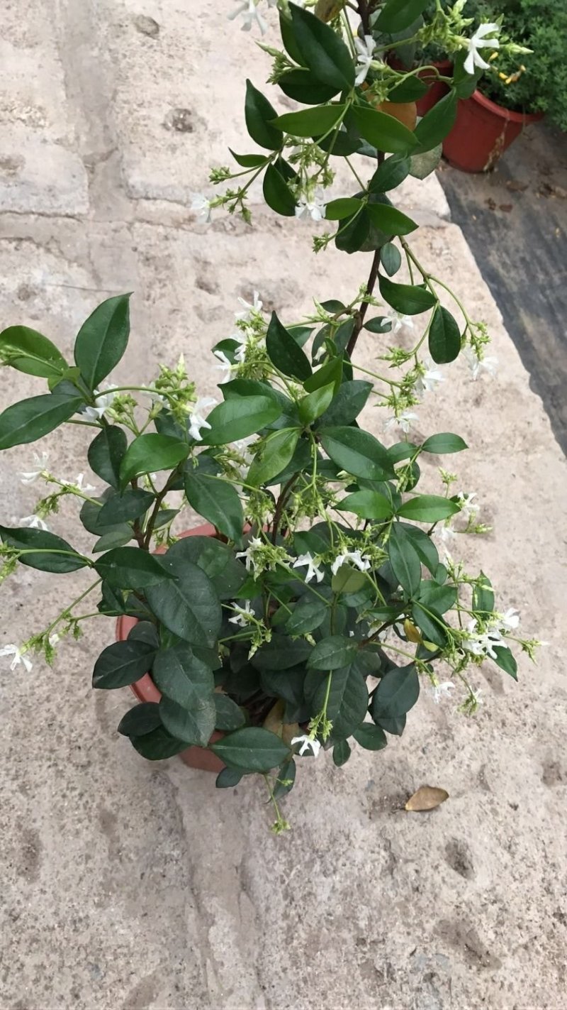 风车茉莉大苗络石藤爬藤植物万字茉莉全年常绿耐寒藤蔓花卉好