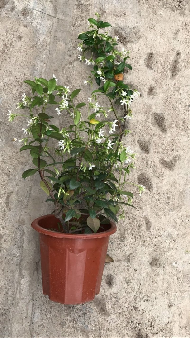 风车茉莉大苗络石藤爬藤植物万字茉莉全年常绿耐寒藤蔓花卉好