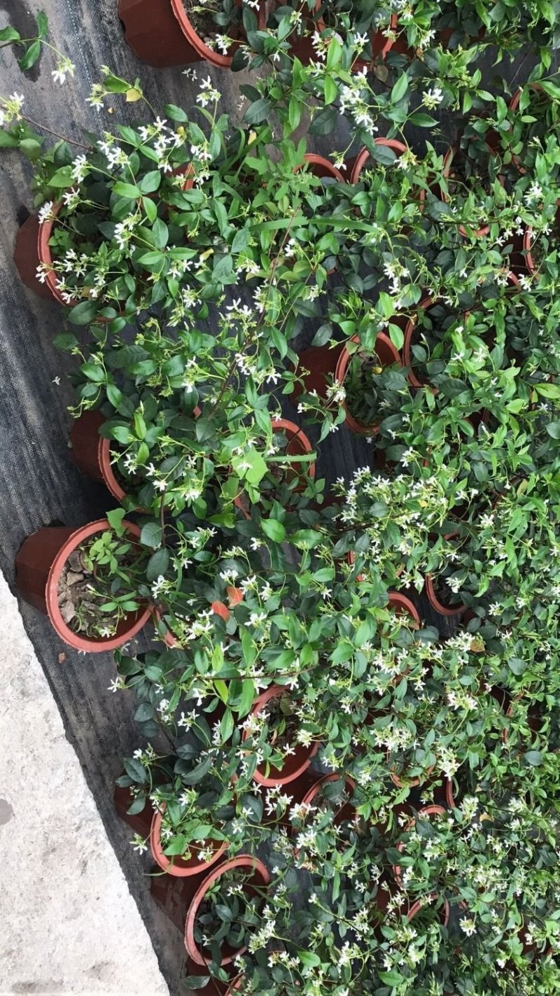 风车茉莉大苗络石藤爬藤植物万字茉莉全年常绿耐寒藤蔓花卉好