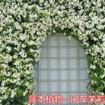 风车茉莉大苗络石藤爬藤植物万字茉莉全年常绿耐寒藤蔓花卉好