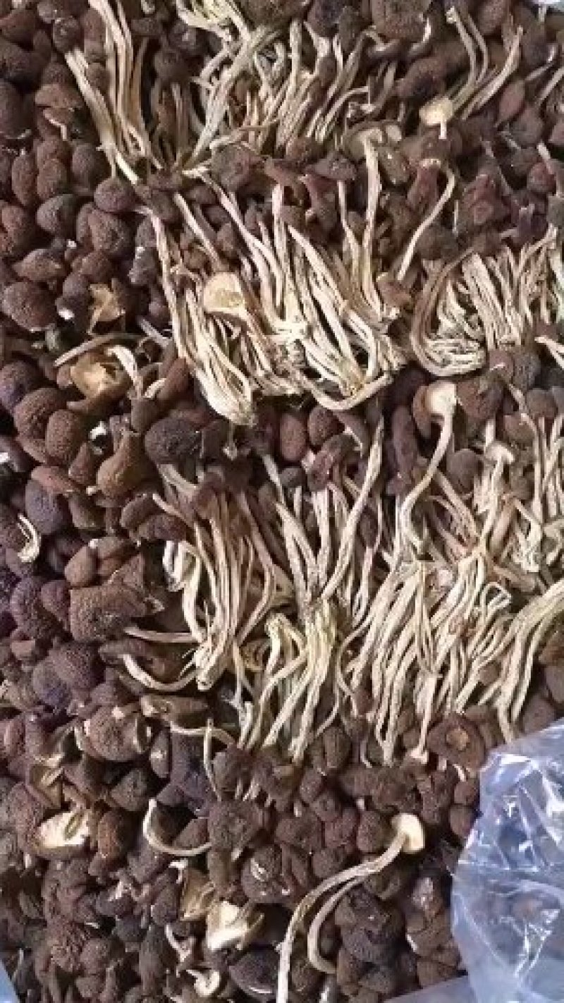 2025年广昌茶树菇5号3号菇家乡特产10斤起一件包邮