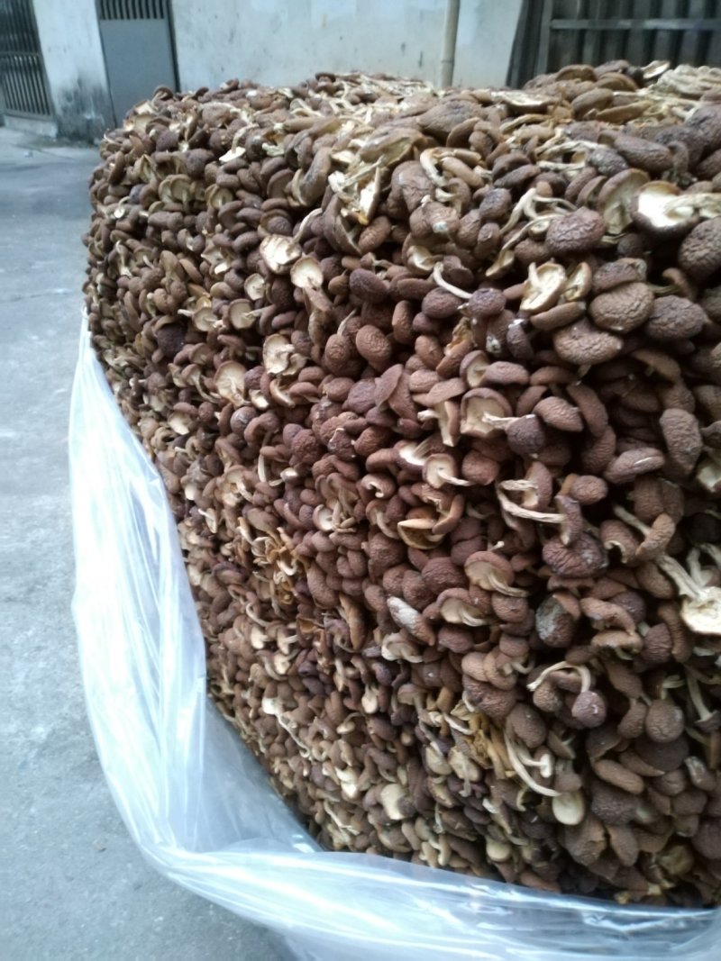 2025年广昌茶树菇5号3号菇家乡特产10斤起一件包邮
