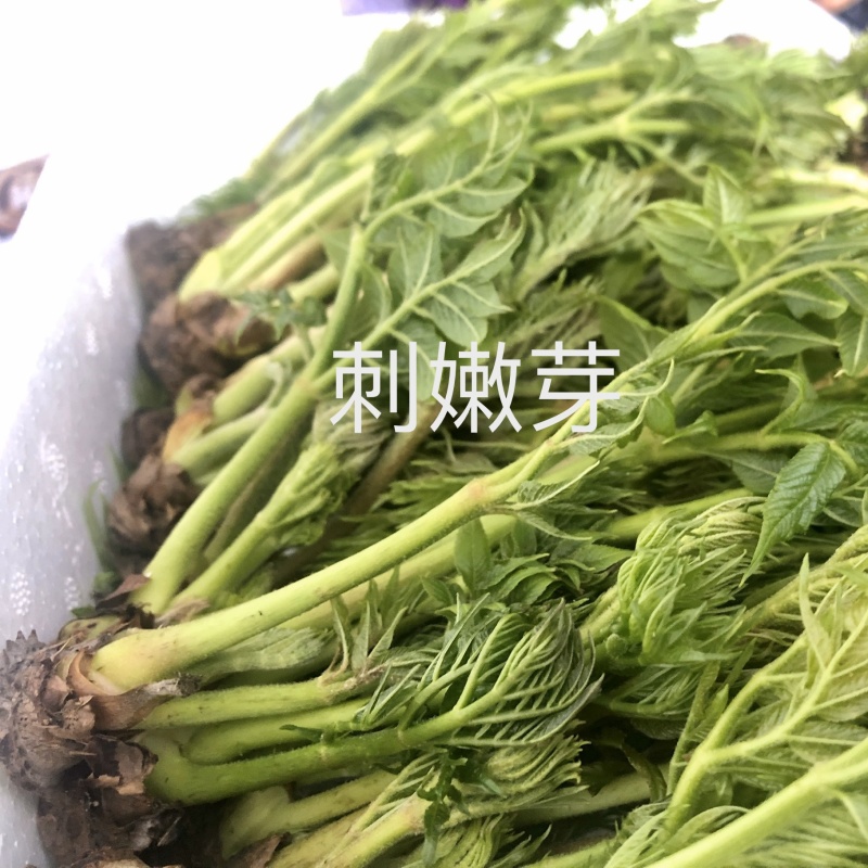 刺嫩芽长白山地区