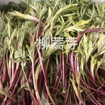 柳蒿芽吉林省长白山地区山野菜