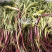 柳蒿芽吉林省长白山地区山野菜