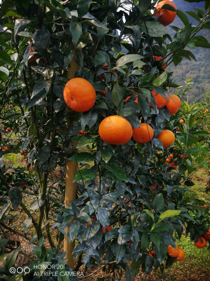 二百亩沃柑个头均匀
