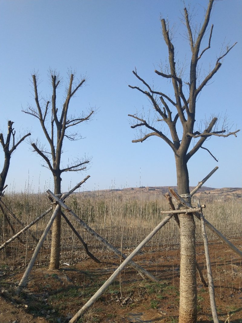 皂角树30公分皂角基地，各种规格皂角苗