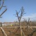 皂角树30公分皂角基地，各种规格皂角苗