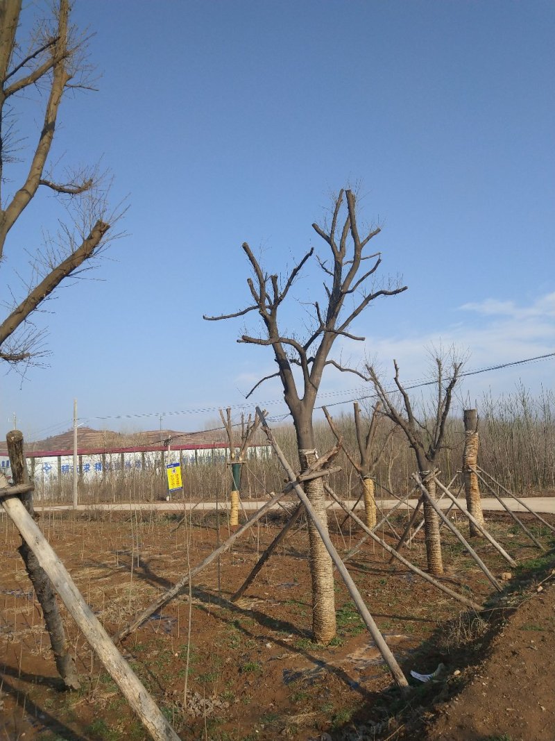 皂角树30公分皂角基地，各种规格皂角苗