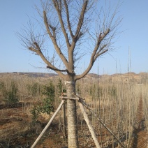 皂角树30公分皂角基地，各种规格皂角苗