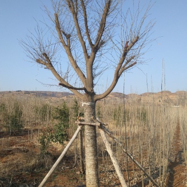 皂角树30公分皂角基地，各种规格皂角苗