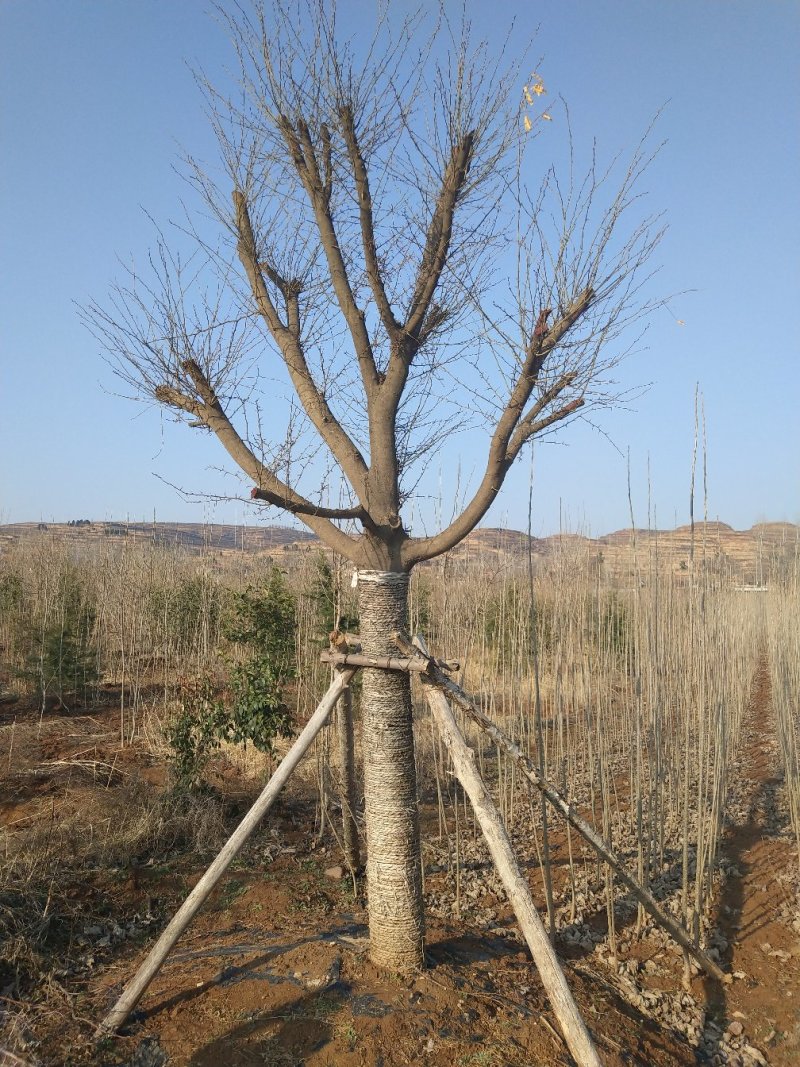 皂角树30公分皂角基地，各种规格皂角苗