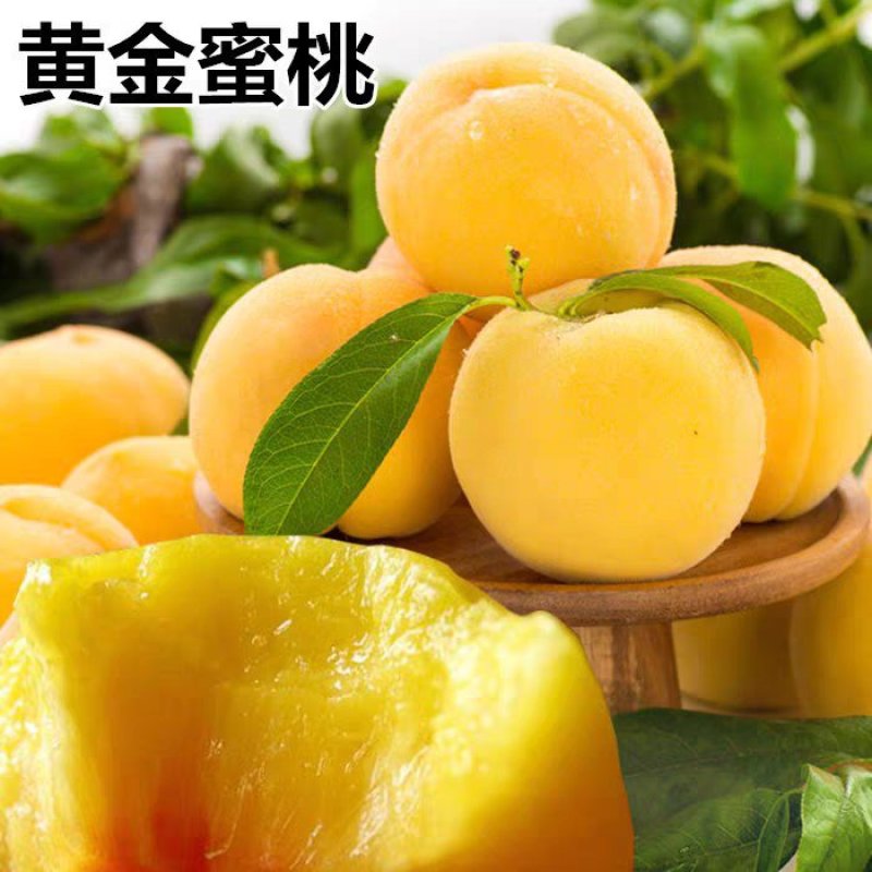 黄金蜜桃苗品种齐全基地直销甜度高耐储存