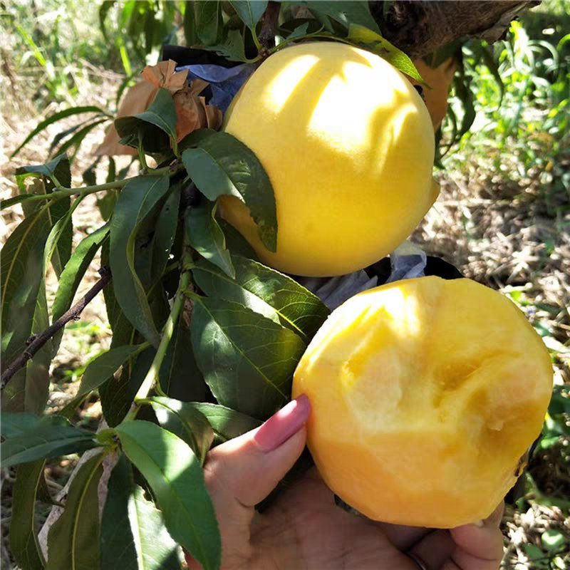 黄金蜜桃苗品种齐全基地直销甜度高耐储存