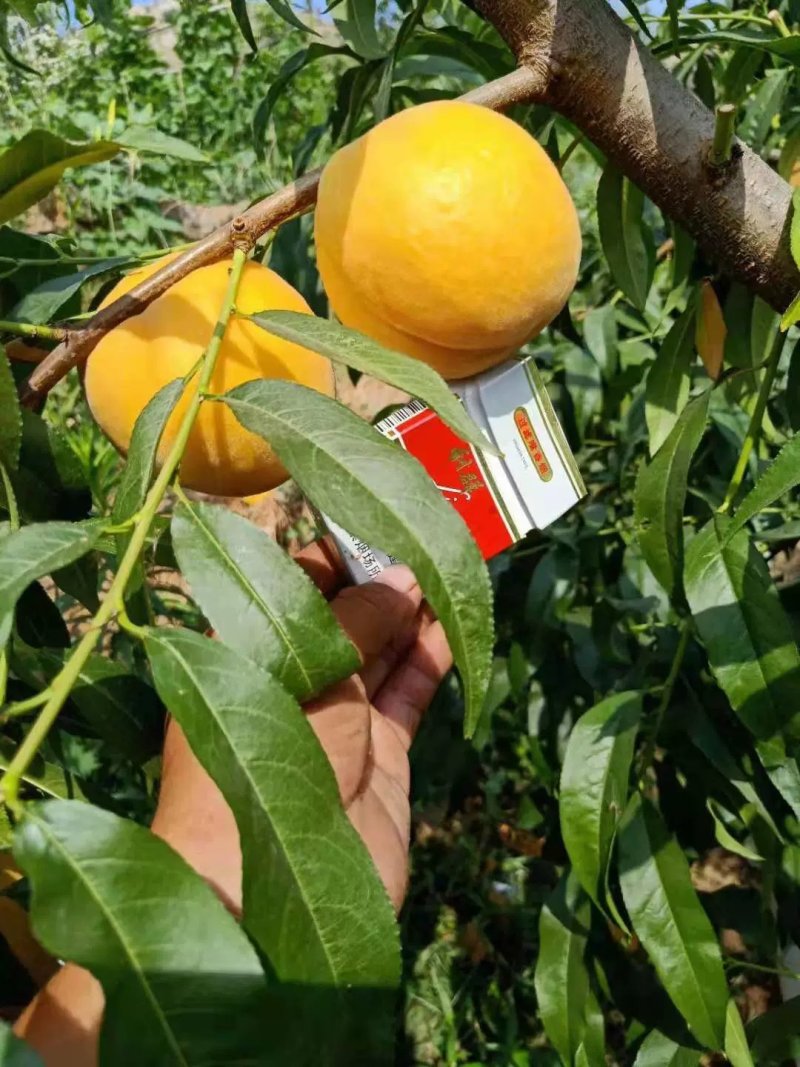 黄金蜜桃苗品种齐全基地直销甜度高耐储存