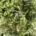 荠菜长白山地区吉林省山野菜