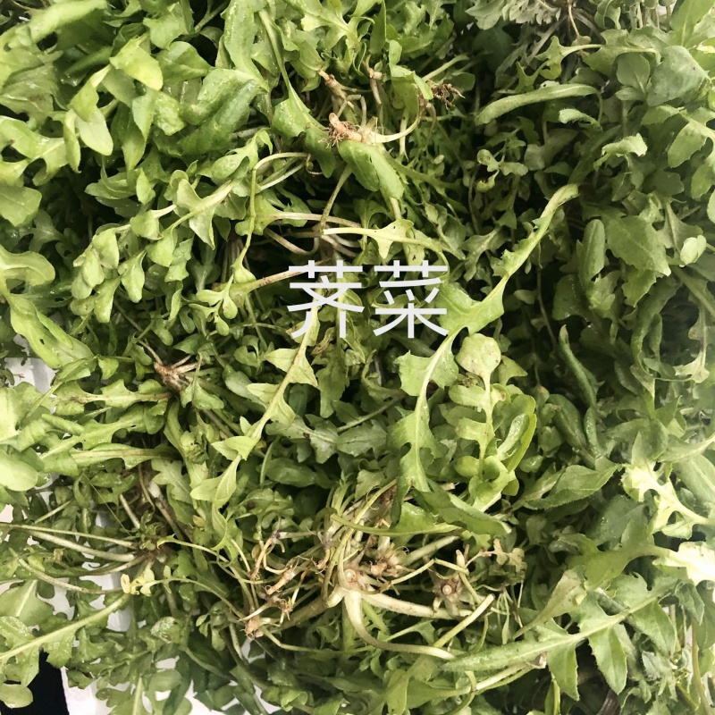 荠菜长白山地区吉林省山野菜