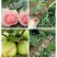 红心芭乐番石榴苗，正宗芭乐味番石榴