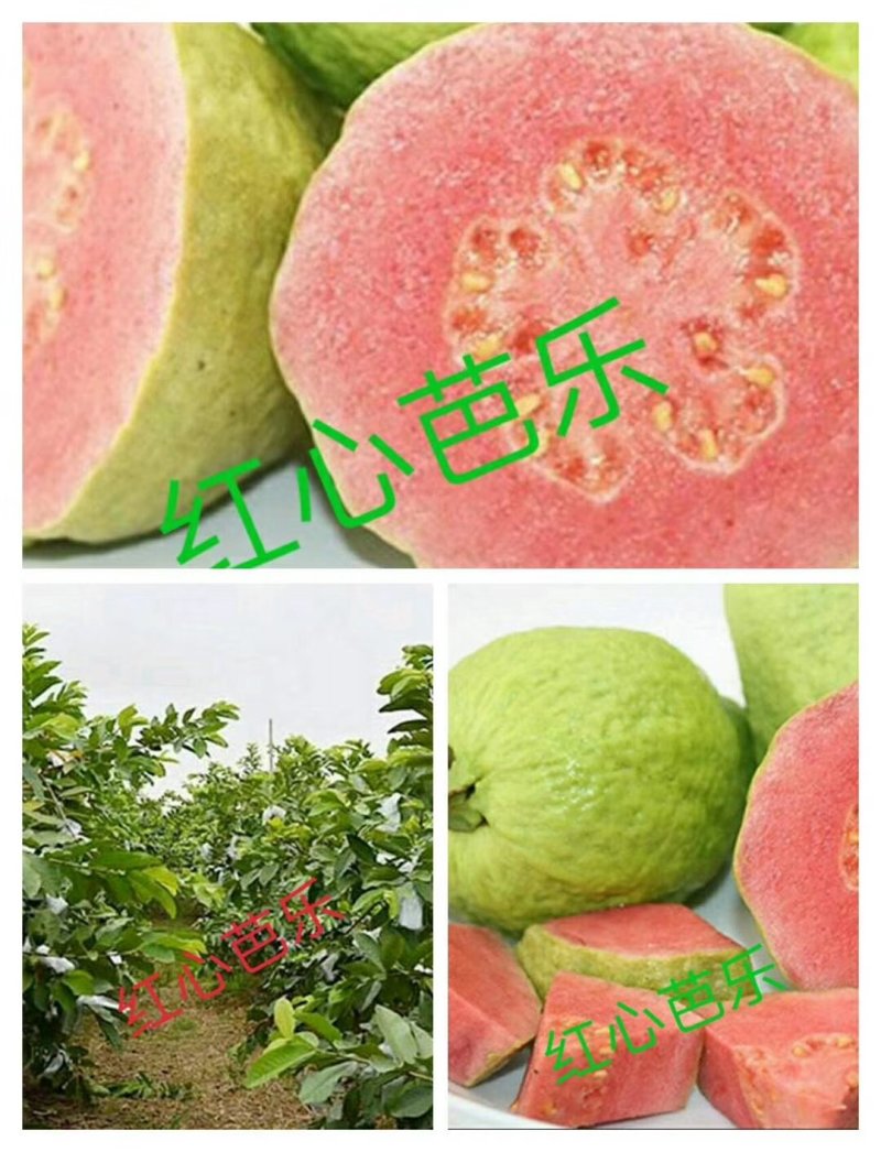 红心芭乐番石榴苗，正宗芭乐味番石榴