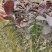 红心芭乐番石榴苗，正宗芭乐味番石榴