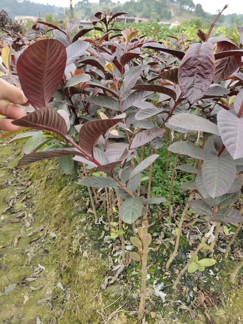 红心芭乐番石榴苗，正宗芭乐味番石榴