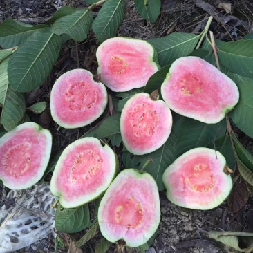 红心芭乐番石榴苗，正宗芭乐味番石榴