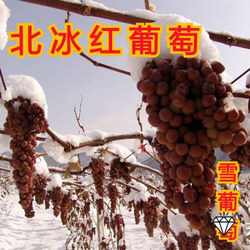 葡萄苗（全国地区均可种植，好养易活）