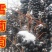 葡萄苗（全国地区均可种植，好养易活）