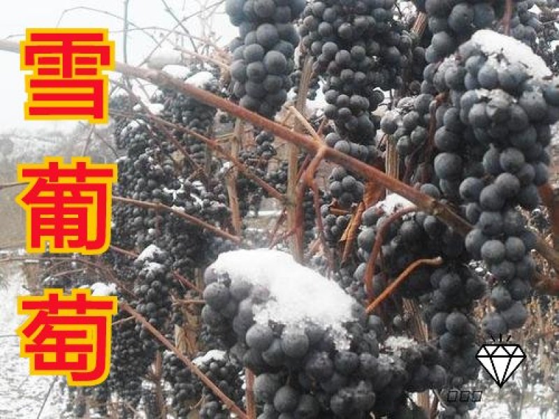 葡萄苗（全国地区均可种植，好养易活）
