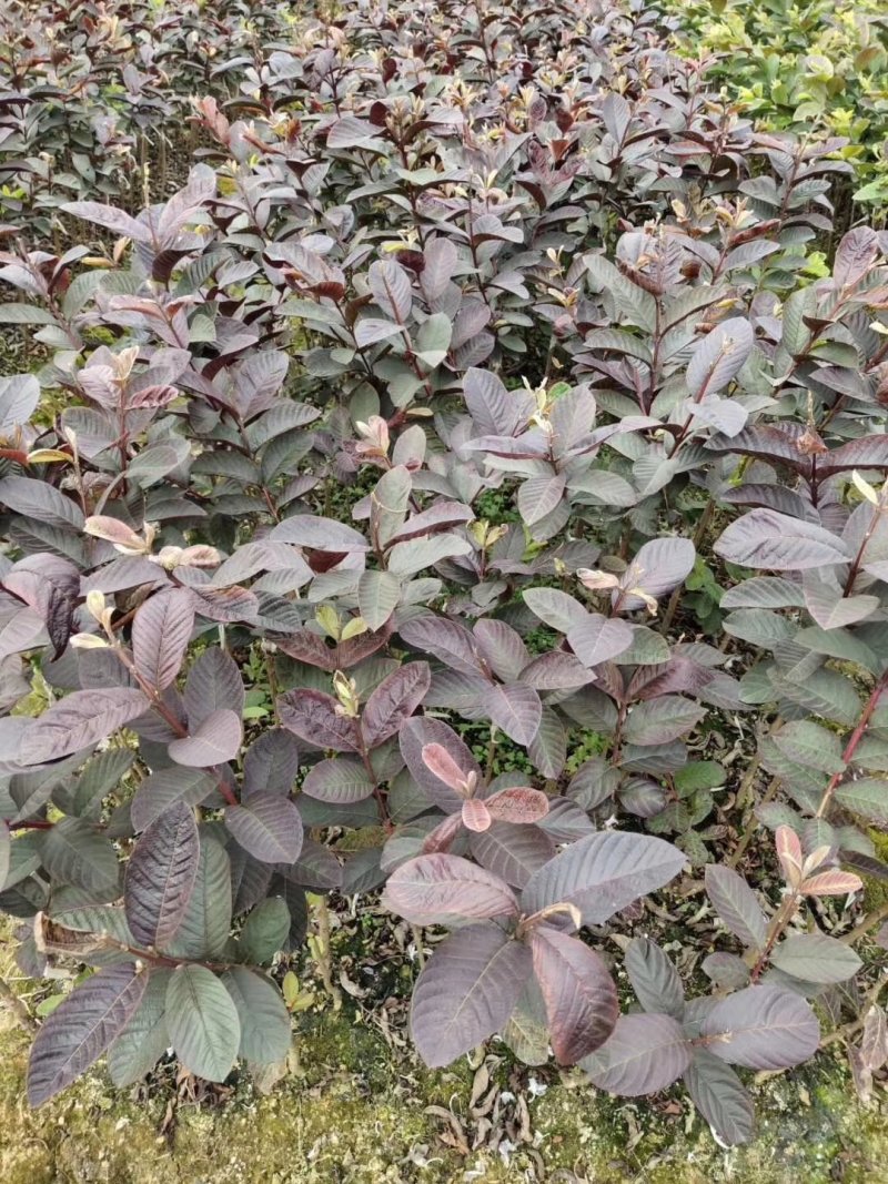 红心芭乐番石榴苗，正宗芭乐味番石榴