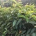 红心芭乐番石榴苗，正宗芭乐味番石榴