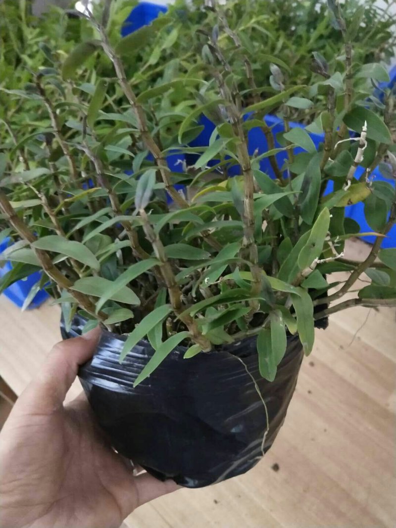 浙江雁荡山铁皮石斛原盆黑盆盆栽边种边吃量大从优