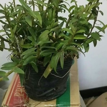 浙江雁荡山铁皮石斛原盆黑盆盆栽边种边吃量大从优