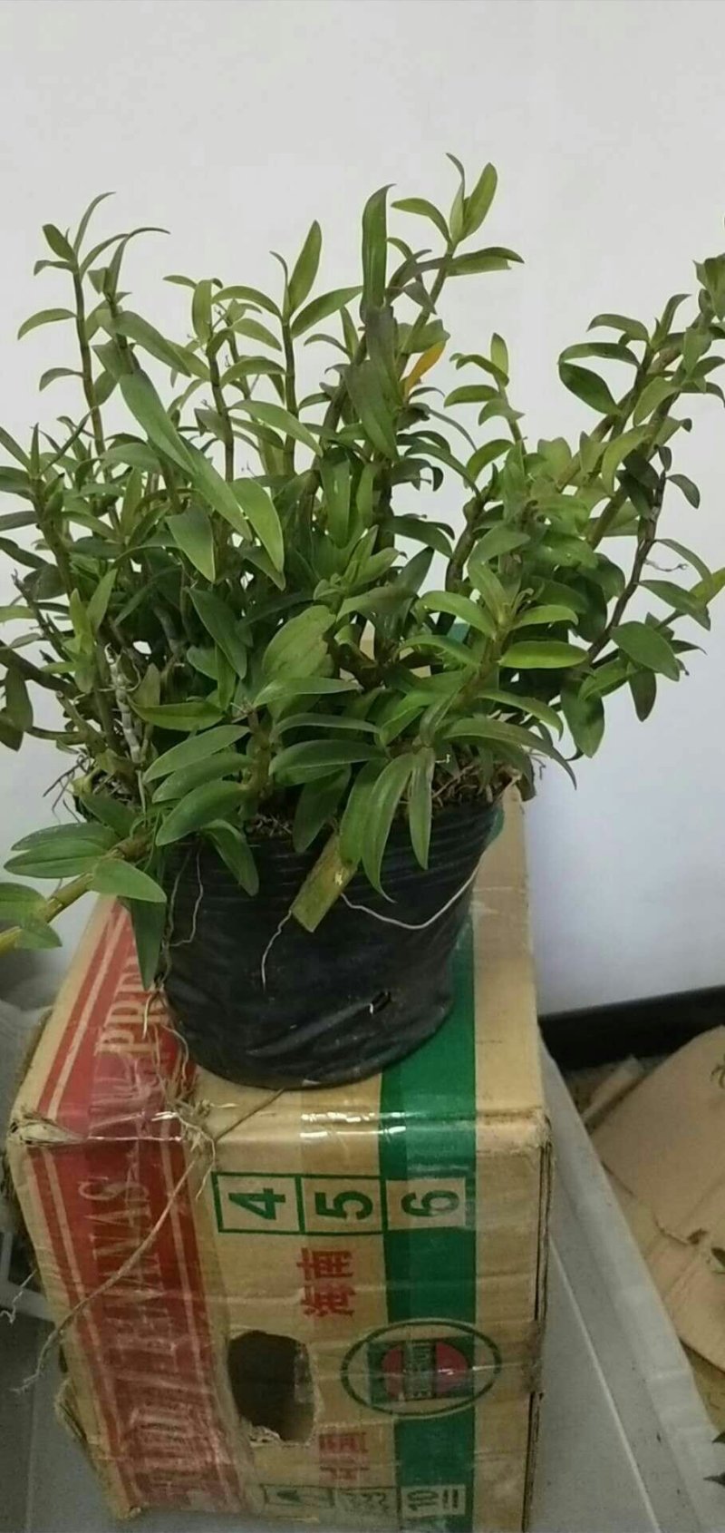 浙江雁荡山铁皮石斛原盆黑盆盆栽边种边吃量大从优
