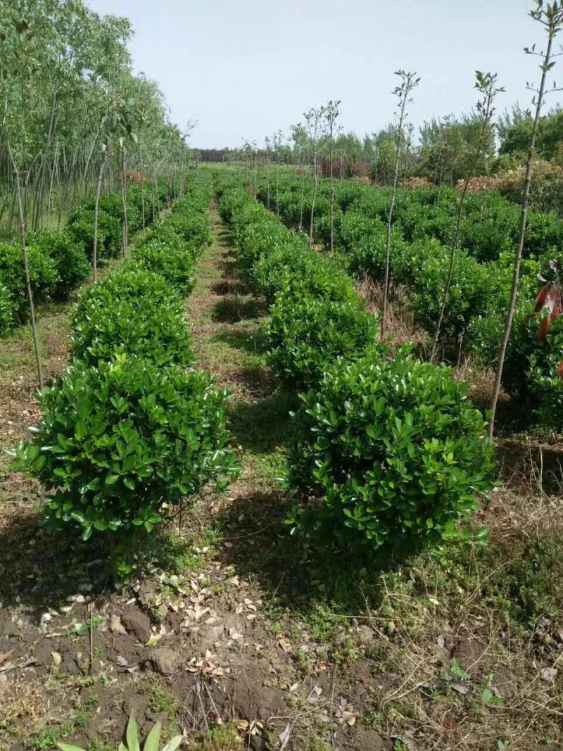 黄杨苗，大叶黄杨小苗，北海道黄杨，大叶黄杨球，瓜子黄杨苗