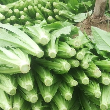 油麦菜大量上市，高度25/30