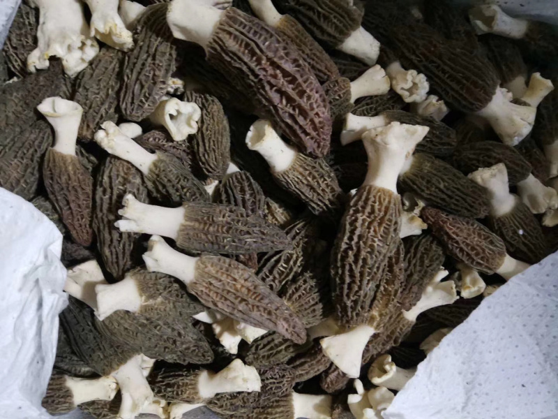 羊肚菌产地直发大量批发一件代发可精选