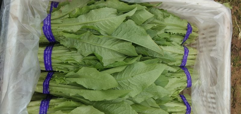 油麦菜大量上市，高度25/30