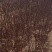 【有新货】嫁接新品种《无刺花椒苗》当年有花椒，量大优惠