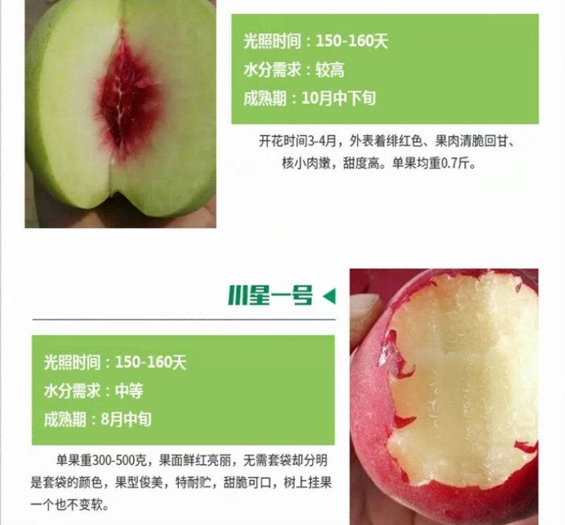 果树苗嫁接桃树苗水蜜桃树苗锦绣黄桃苗当年结果苗映霜红冬桃