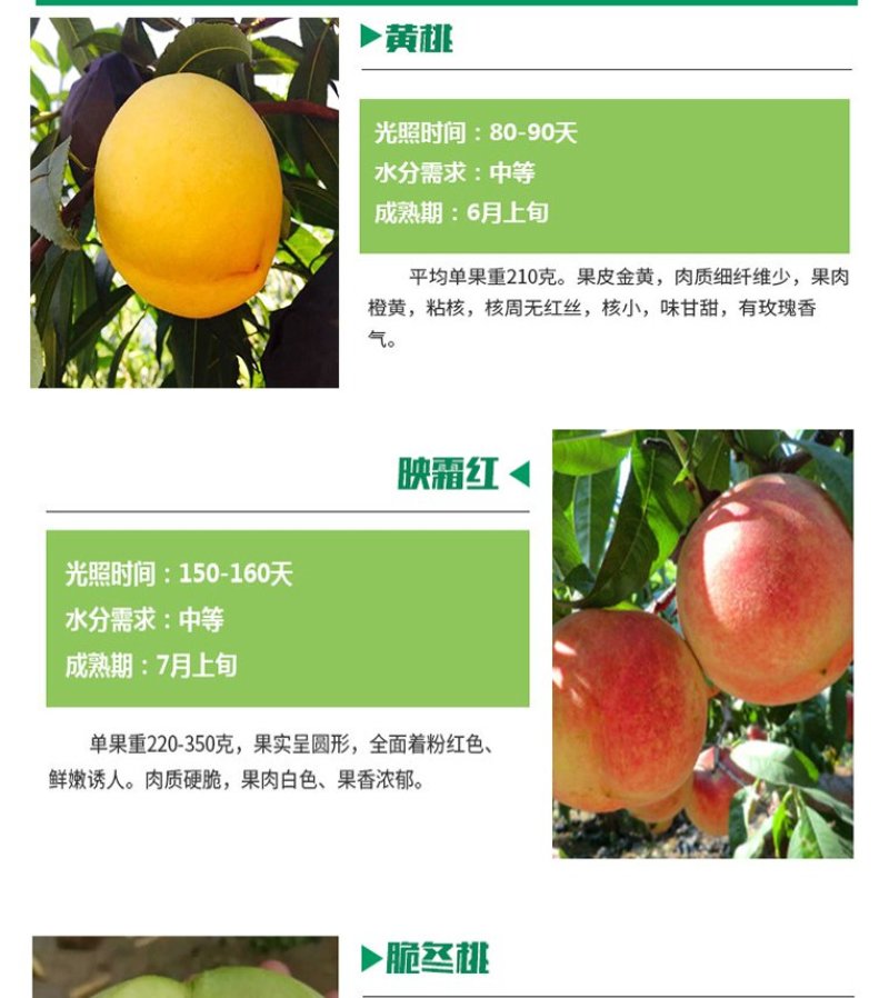 果树苗嫁接桃树苗水蜜桃树苗锦绣黄桃苗当年结果苗映霜红冬桃