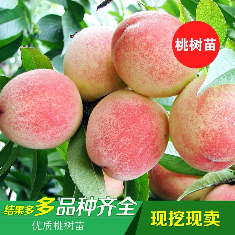 果树苗嫁接桃树苗水蜜桃树苗锦绣黄桃苗当年结果苗映霜红冬桃