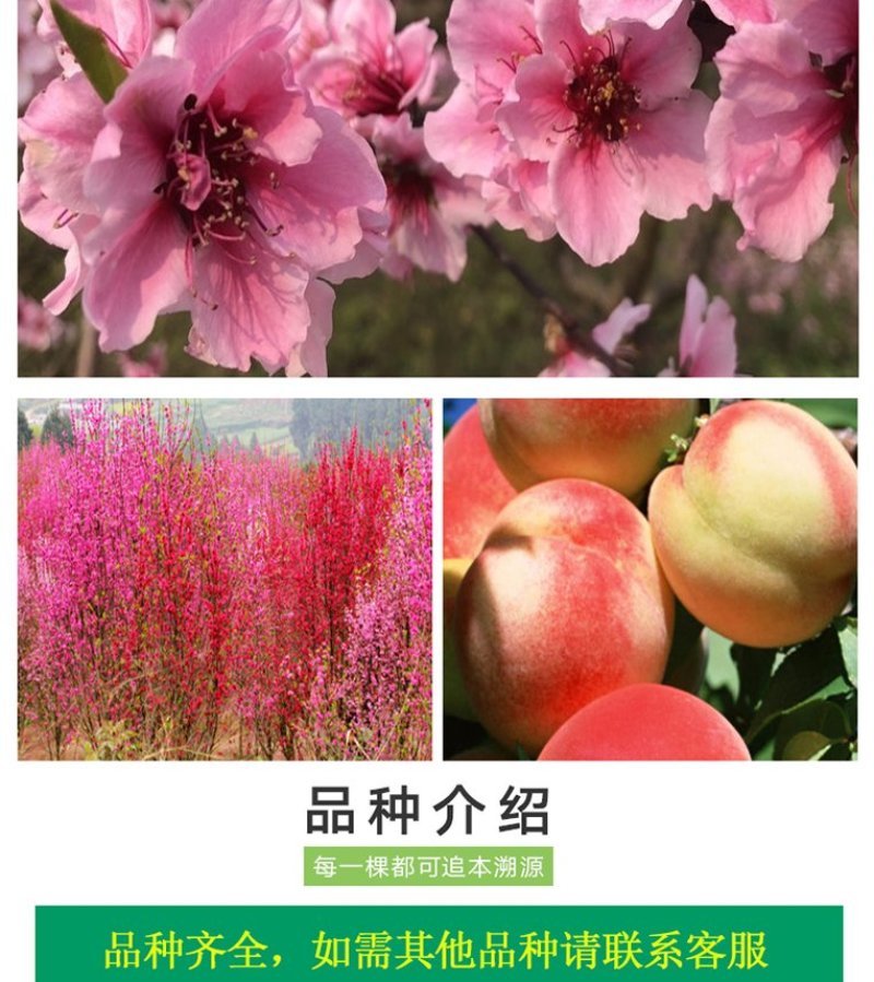 果树苗嫁接桃树苗水蜜桃树苗锦绣黄桃苗当年结果苗映霜红冬桃