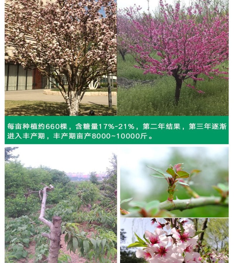 果树苗嫁接桃树苗水蜜桃树苗锦绣黄桃苗当年结果苗映霜红冬桃