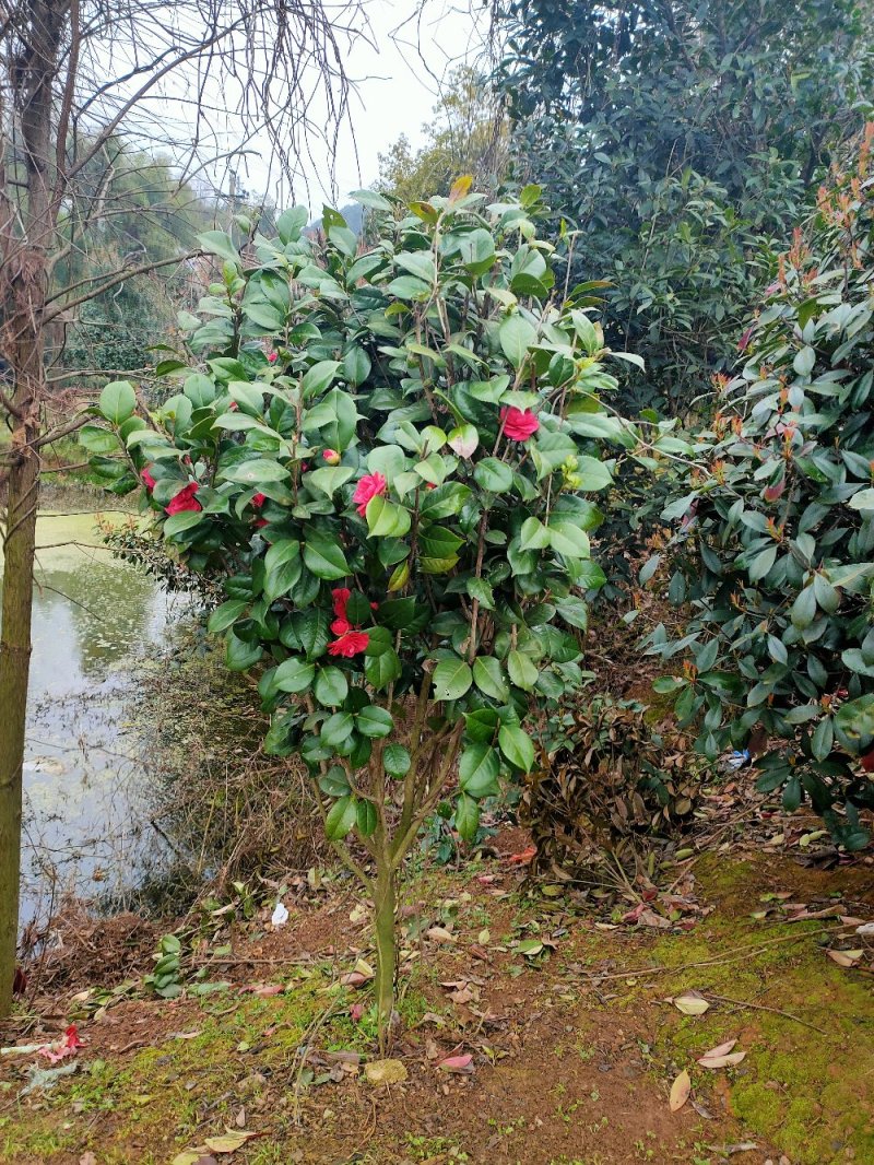 七星茶花园林绿化工程用苗常绿植物