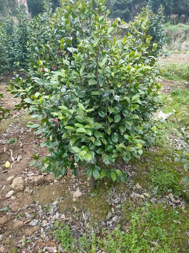 七星茶花园林绿化工程用苗常绿植物