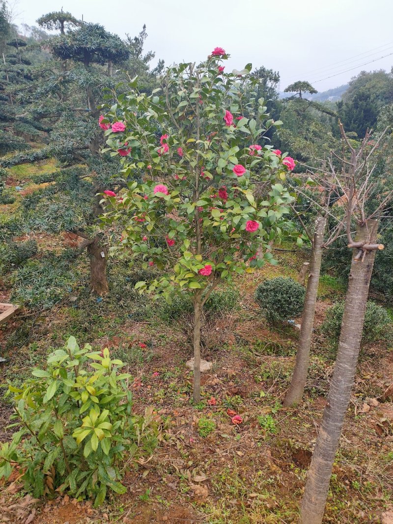 七星茶花园林绿化工程用苗常绿植物