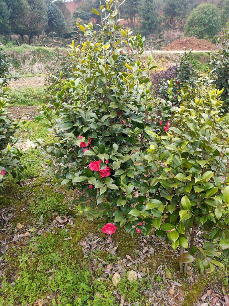 七星茶花园林绿化工程用苗常绿植物