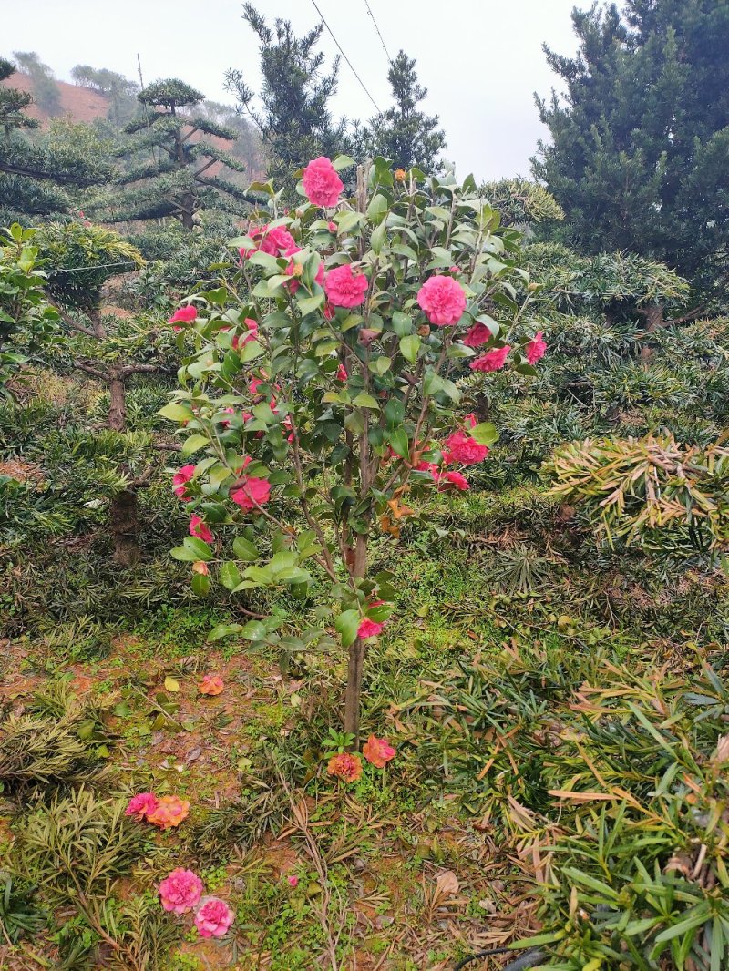 七星茶花园林绿化工程用苗常绿植物