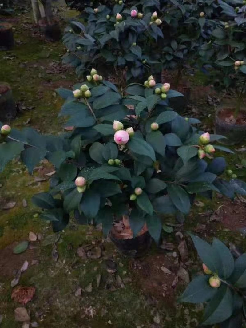 香妃烈香茶花树苗盆栽浓香型茶花室内外阳台庭院绿植盆栽花卉
